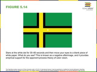 This OpenStax ancillary resource is © Rice University under a CC-BY 4.0 International license; it may be reproduced or modified but must be attributed to OpenStax,
Rice University and any changes must be noted. Any images credited to other sources are similarly available for reproduction, but must be attributed to their sources.
Stare at the white dot for 30–60 seconds and then move your eyes to a blank piece of
white paper. What do you see? This is known as a negative afterimage, and it provides
empirical support for the opponent-process theory of color vision.
FIGURE 5.14
 