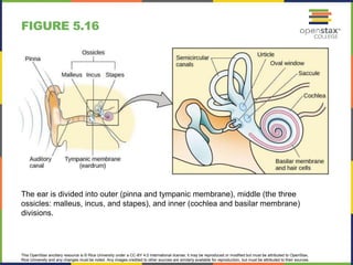 This OpenStax ancillary resource is © Rice University under a CC-BY 4.0 International license; it may be reproduced or modified but must be attributed to OpenStax,
Rice University and any changes must be noted. Any images credited to other sources are similarly available for reproduction, but must be attributed to their sources.
The ear is divided into outer (pinna and tympanic membrane), middle (the three
ossicles: malleus, incus, and stapes), and inner (cochlea and basilar membrane)
divisions.
FIGURE 5.16
 