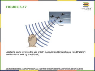 This OpenStax ancillary resource is © Rice University under a CC-BY 4.0 International license; it may be reproduced or modified but must be attributed to OpenStax,
Rice University and any changes must be noted. Any images credited to other sources are similarly available for reproduction, but must be attributed to their sources.
Localizing sound involves the use of both monaural and binaural cues. (credit “plane”:
modification of work by Max Pfandl)
FIGURE 5.17
 