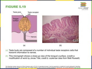 This OpenStax ancillary resource is © Rice University under a CC-BY 4.0 International license; it may be reproduced or modified but must be attributed to OpenStax,
Rice University and any changes must be noted. Any images credited to other sources are similarly available for reproduction, but must be attributed to their sources.
(a) Taste buds are composed of a number of individual taste receptors cells that
transmit information to nerves.
(b) This micrograph shows a close-up view of the tongue’s surface. (credit a:
modification of work by Jonas Töle; credit b: scale-bar data from Matt Russell)
FIGURE 5.19
 