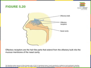 This OpenStax ancillary resource is © Rice University under a CC-BY 4.0 International license; it may be reproduced or modified but must be attributed to OpenStax,
Rice University and any changes must be noted. Any images credited to other sources are similarly available for reproduction, but must be attributed to their sources.
Olfactory receptors are the hair-like parts that extend from the olfactory bulb into the
mucous membrane of the nasal cavity.
FIGURE 5.20
 