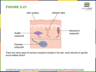 This OpenStax ancillary resource is © Rice University under a CC-BY 4.0 International license; it may be reproduced or modified but must be attributed to OpenStax,
Rice University and any changes must be noted. Any images credited to other sources are similarly available for reproduction, but must be attributed to their sources.
There are many types of sensory receptors located in the skin, each attuned to specific
touch-related stimuli.
FIGURE 5.21
 