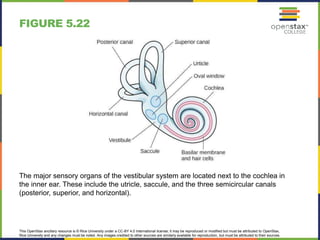 This OpenStax ancillary resource is © Rice University under a CC-BY 4.0 International license; it may be reproduced or modified but must be attributed to OpenStax,
Rice University and any changes must be noted. Any images credited to other sources are similarly available for reproduction, but must be attributed to their sources.
The major sensory organs of the vestibular system are located next to the cochlea in
the inner ear. These include the utricle, saccule, and the three semicircular canals
(posterior, superior, and horizontal).
FIGURE 5.22
 