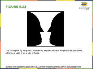 This OpenStax ancillary resource is © Rice University under a CC-BY 4.0 International license; it may be reproduced or modified but must be attributed to OpenStax,
Rice University and any changes must be noted. Any images credited to other sources are similarly available for reproduction, but must be attributed to their sources.
The concept of figure-ground relationship explains why this image can be perceived
either as a vase or as a pair of faces.
FIGURE 5.23
 