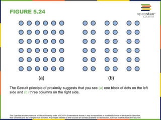 This OpenStax ancillary resource is © Rice University under a CC-BY 4.0 International license; it may be reproduced or modified but must be attributed to OpenStax,
Rice University and any changes must be noted. Any images credited to other sources are similarly available for reproduction, but must be attributed to their sources.
The Gestalt principle of proximity suggests that you see (a) one block of dots on the left
side and (b) three columns on the right side.
FIGURE 5.24
 