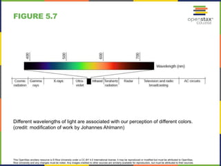This OpenStax ancillary resource is © Rice University under a CC-BY 4.0 International license; it may be reproduced or modified but must be attributed to OpenStax,
Rice University and any changes must be noted. Any images credited to other sources are similarly available for reproduction, but must be attributed to their sources.
Different wavelengths of light are associated with our perception of different colors.
(credit: modification of work by Johannes Ahlmann)
FIGURE 5.7
 