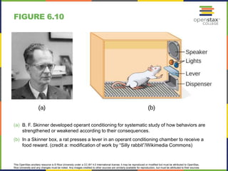 This OpenStax ancillary resource is © Rice University under a CC-BY 4.0 International license; it may be reproduced or modified but must be attributed to OpenStax,
Rice University and any changes must be noted. Any images credited to other sources are similarly available for reproduction, but must be attributed to their sources.
(a) B. F. Skinner developed operant conditioning for systematic study of how behaviors are
strengthened or weakened according to their consequences.
(b) In a Skinner box, a rat presses a lever in an operant conditioning chamber to receive a
food reward. (credit a: modification of work by “Silly rabbit”/Wikimedia Commons)
FIGURE 6.10
 