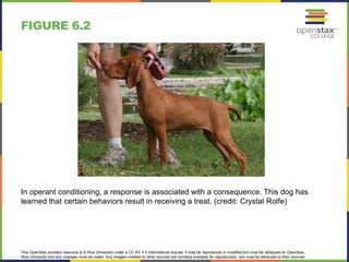 This OpenStax ancillary resource is © Rice University under a CC-BY 4.0 International license; it may be reproduced or modified but must be attributed to OpenStax,
Rice University and any changes must be noted. Any images credited to other sources are similarly available for reproduction, but must be attributed to their sources.
In operant conditioning, a response is associated with a consequence. This dog has
learned that certain behaviors result in receiving a treat. (credit: Crystal Rolfe)
FIGURE 6.2
 