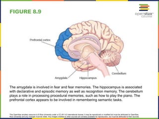 This OpenStax ancillary resource is © Rice University under a CC-BY 4.0 International license; it may be reproduced or modified but must be attributed to OpenStax,
Rice University and any changes must be noted. Any images credited to other sources are similarly available for reproduction, but must be attributed to their sources.
The amygdala is involved in fear and fear memories. The hippocampus is associated
with declarative and episodic memory as well as recognition memory. The cerebellum
plays a role in processing procedural memories, such as how to play the piano. The
prefrontal cortex appears to be involved in remembering semantic tasks.
FIGURE 8.9
 