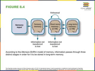 This OpenStax ancillary resource is © Rice University under a CC-BY 4.0 International license; it may be reproduced or modified but must be attributed to OpenStax,
Rice University and any changes must be noted. Any images credited to other sources are similarly available for reproduction, but must be attributed to their sources.
According to the Atkinson-Shiffrin model of memory, information passes through three
distinct stages in order for it to be stored in long-term memory.
FIGURE 8.4
 