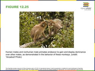This OpenStax ancillary resource is © Rice University under a CC-BY 4.0 International license; it may be reproduced or modified but must be attributed to OpenStax,
Rice University and any changes must be noted. Any images credited to other sources are similarly available for reproduction, but must be attributed to their sources.
Human males and nonhuman male primates endeavor to gain and display dominance
over other males, as demonstrated in the behavior of these monkeys. (credit:
“Arcadiuš”/Flickr)
FIGURE 12.25
 