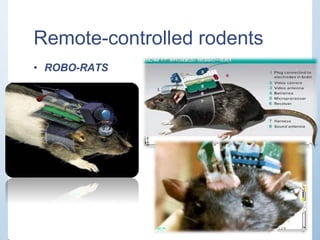 Remote Control Rats Experiments psychology-learning-180406051345.pptx