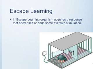 Escape Learning Psychology -Learning | PPTX