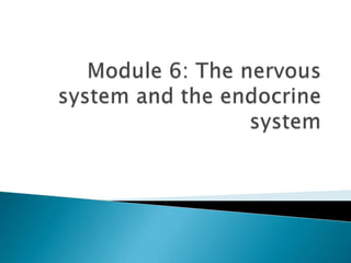 Module 6: The nervous system and the endocrine system 