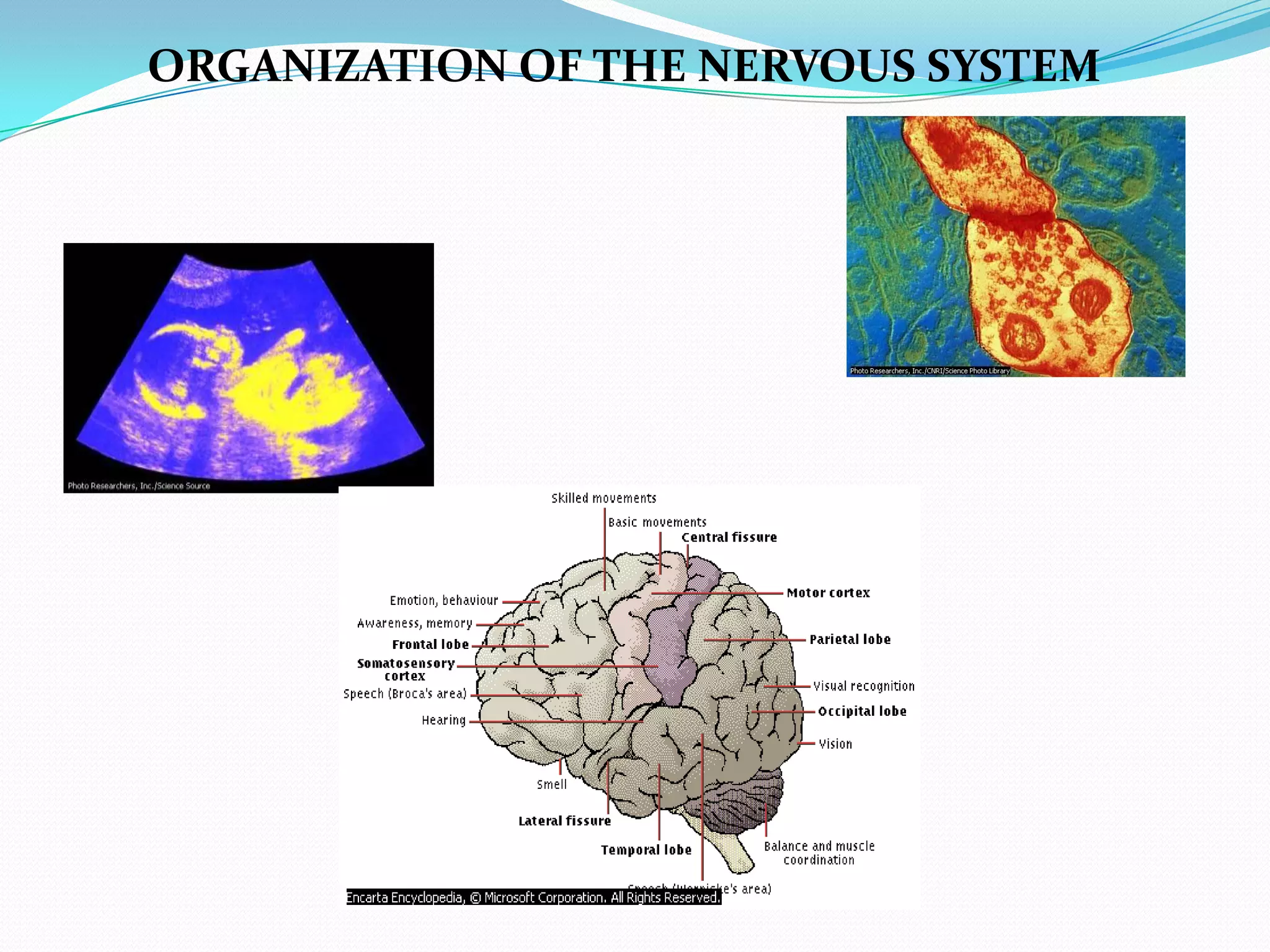 ORGANIZATION OF THE NERVOUS SYSTEM