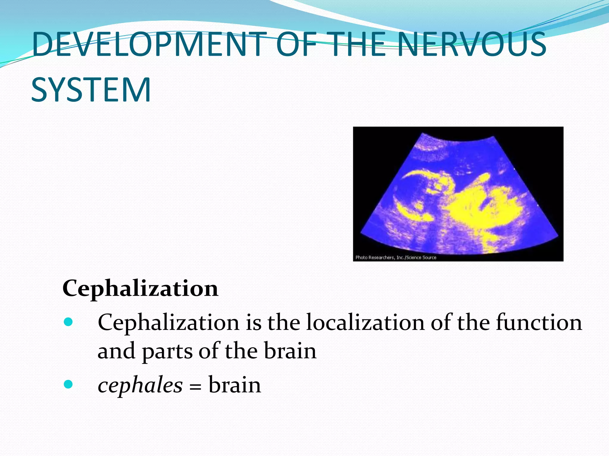 DEVELOPMENT OF THE NERVOUS SYSTEMCephalizationCephalization is the localization of the function and parts of the brain cephales = brain 