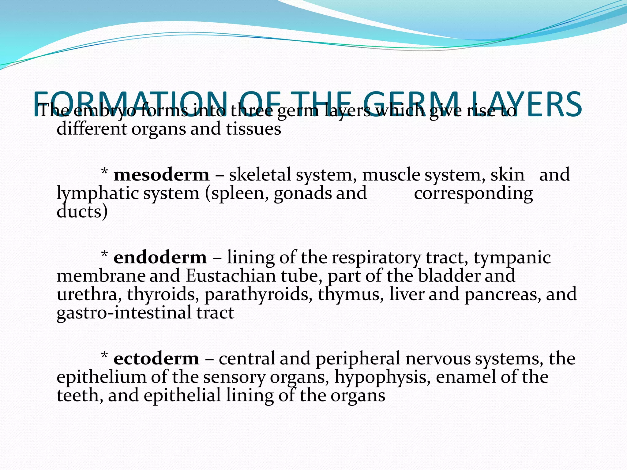 FORMATION OF THE GERM LAYERSThe embryo forms into three germ layers which give rise to different organs and tissues		* mesoderm – skeletal system, muscle system, skin 	and lymphatic system (spleen, gonads and 	corresponding ducts) 		* endoderm – lining of the respiratory tract, tympanic membrane and Eustachian tube, part of the bladder and urethra, thyroids, parathyroids, thymus, liver and pancreas, and gastro-intestinal tract		* ectoderm – central and peripheral nervous systems, the epithelium of the sensory organs, hypophysis, enamel of the teeth, and epithelial lining of the organs