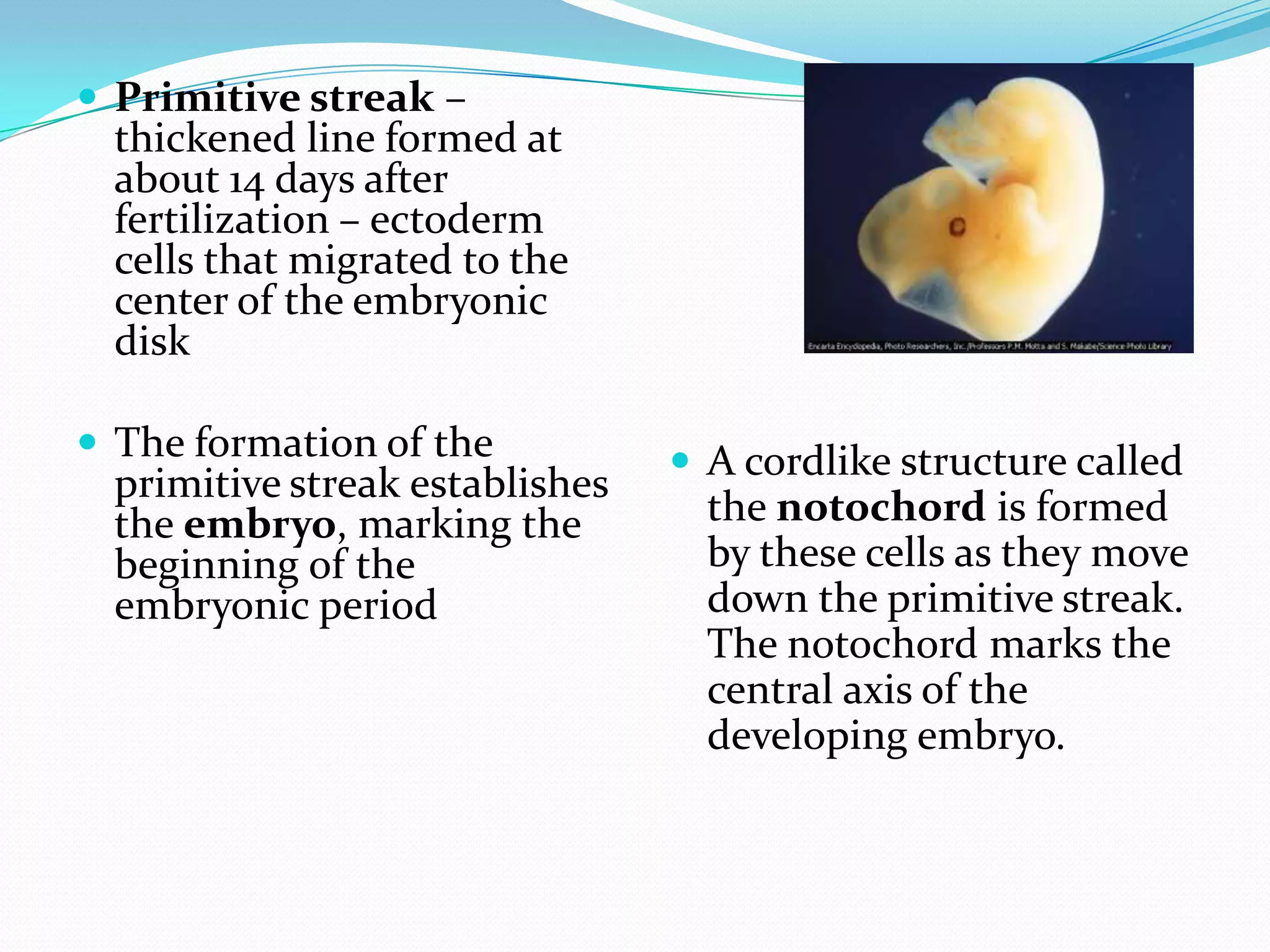Primitive streak – thickened line formed at about 14 days after fertilization – ectoderm cells that migrated to the center of the embryonic diskThe formation of the primitive streak establishes the embryo, marking the beginning of the embryonic periodA cordlike structure called the notochord is formed by these cells as they move down the primitive streak. The notochord marks the central axis of the developing embryo.