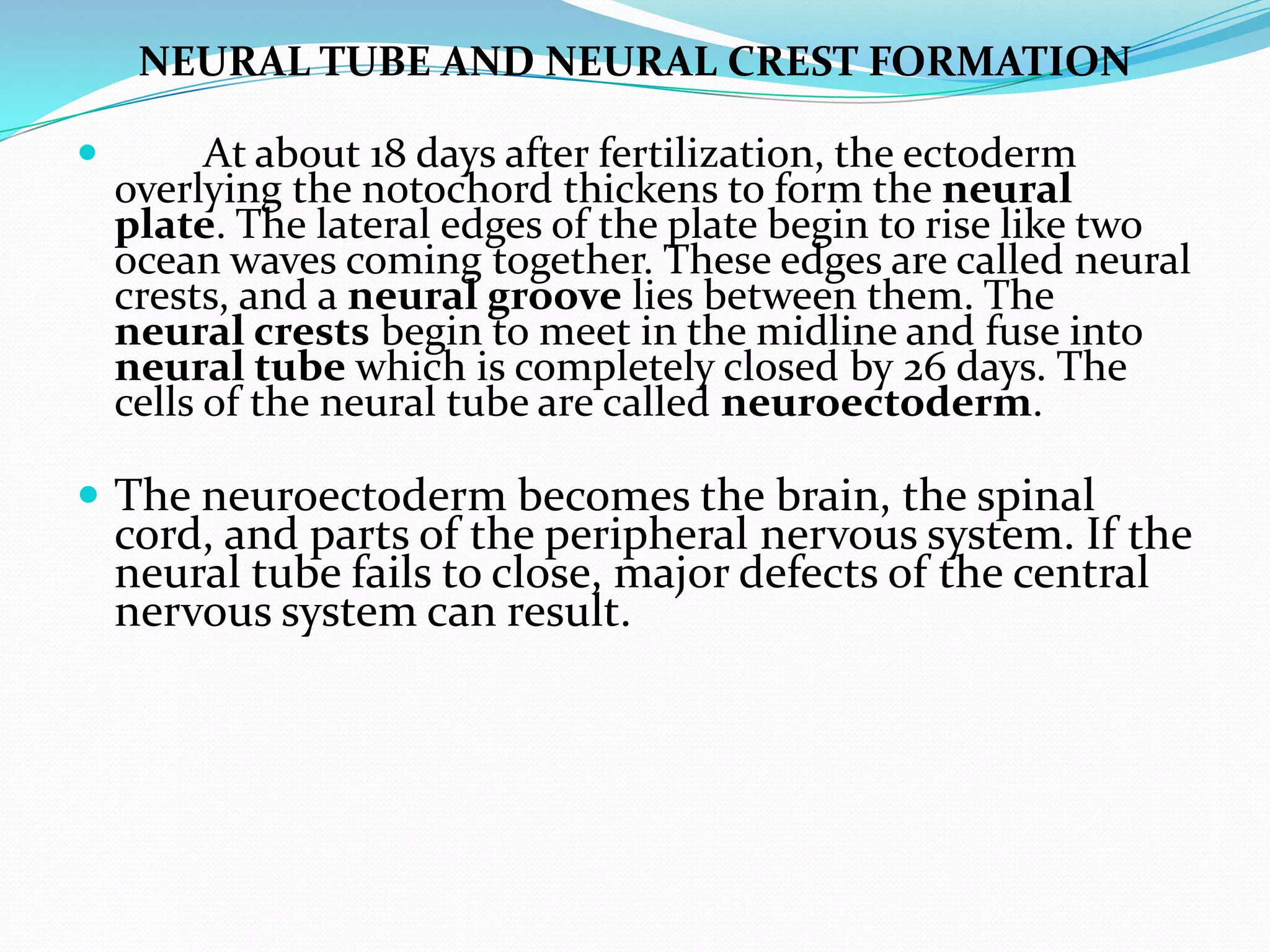 NEURAL TUBE AND NEURAL CREST FORMATION	At about 18 days after fertilization, the ectoderm overlying the notochord thickens to form the neural plate. The lateral edges of the plate begin to rise like two ocean waves coming together. These edges are called neural crests, and a neural groove lies between them. The neural crests begin to meet in the midline and fuse into neural tube which is completely closed by 26 days. The cells of the neural tube are called neuroectoderm. The neuroectoderm becomes the brain, the spinal cord, and parts of the peripheral nervous system. If the neural tube fails to close, major defects of the central nervous system can result. 