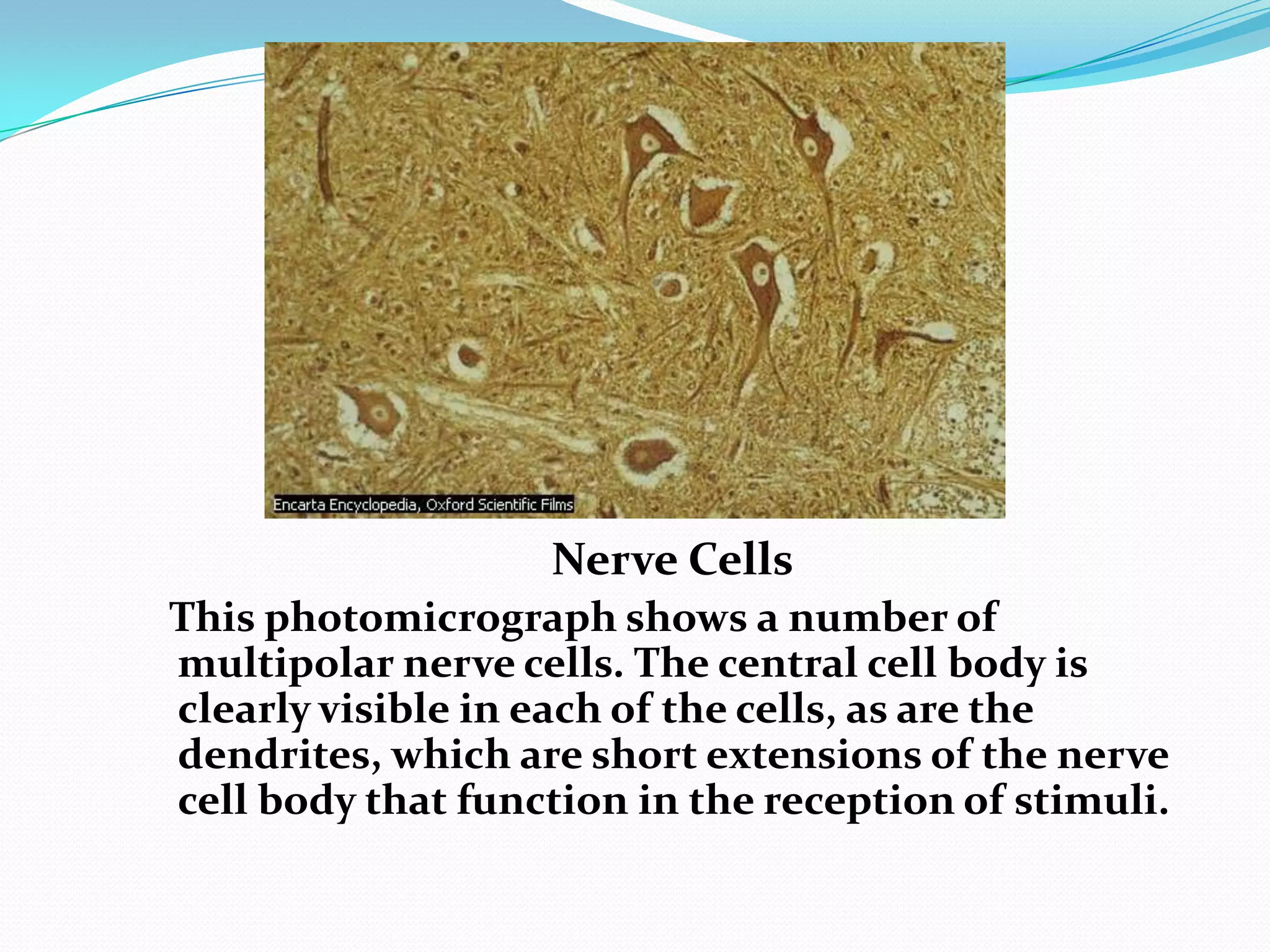 Nerve Cells   This photomicrograph shows a number of multipolar nerve cells. The central cell body is clearly visible in each of the cells, as are the dendrites, which are short extensions of the nerve cell body that function in the reception of stimuli.