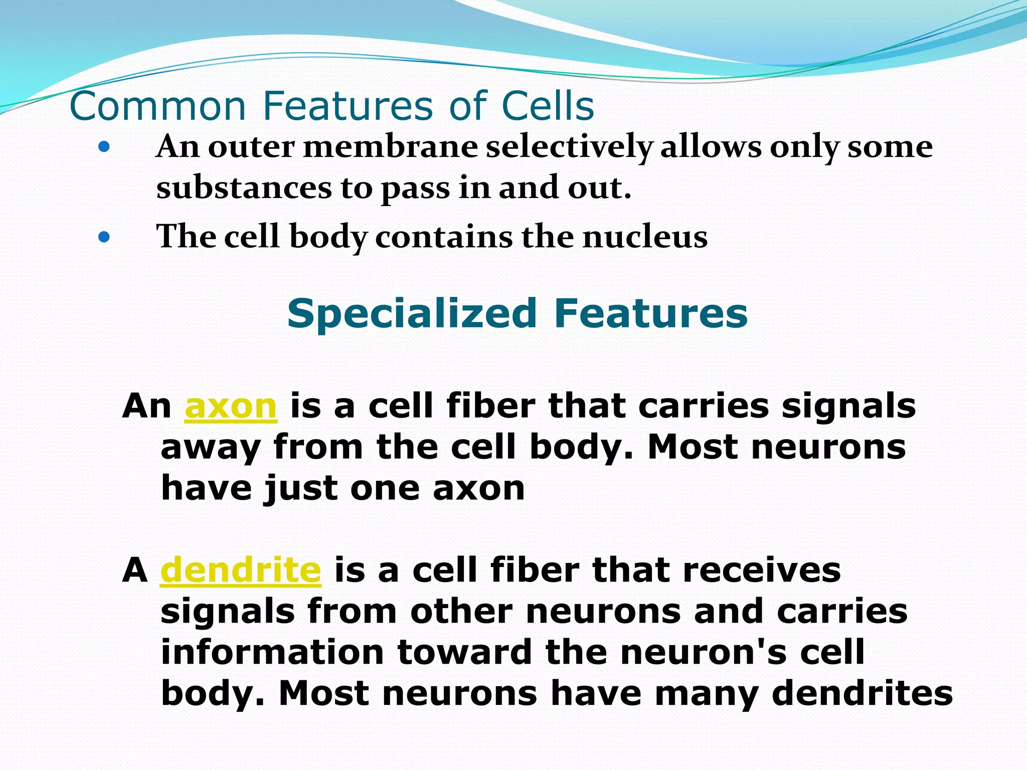 Common Features of CellsAn outer membrane selectively allows only some substances to pass in and out.The cell body contains the nucleusSpecialized FeaturesAn axon is a cell fiber that carries signals away from the cell body. Most neurons have just one axonA dendrite is a cell fiber that receives signals from other neurons and carries information toward the neuron's cell body. Most neurons have many dendrites
