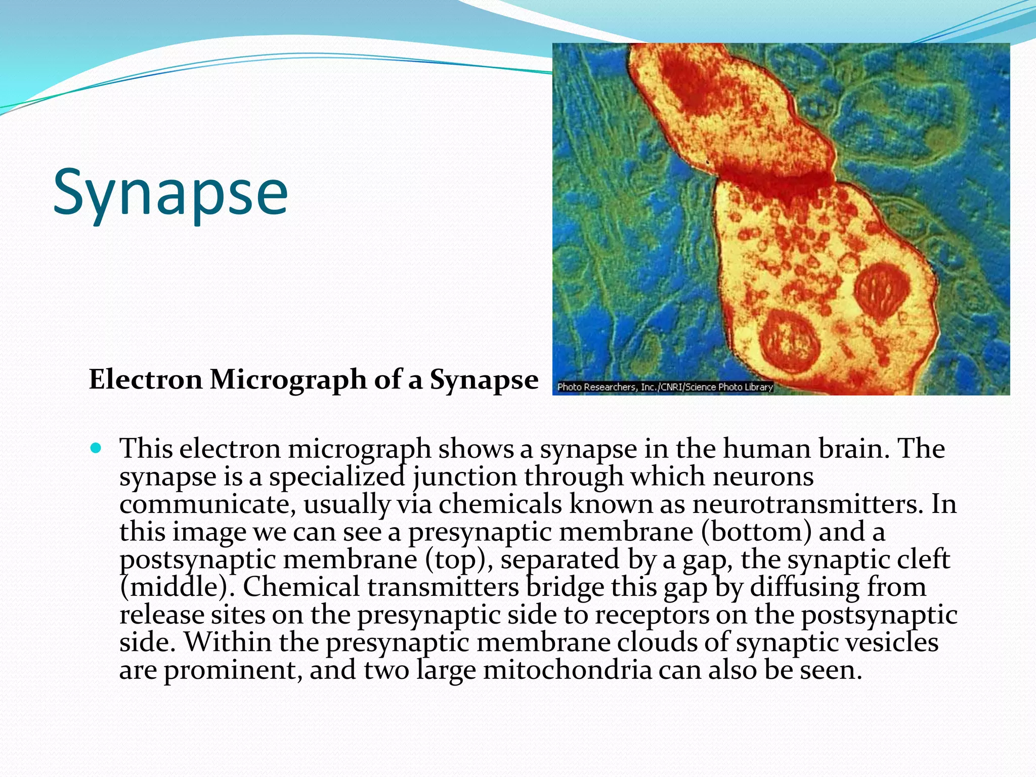 SynapseElectron Micrograph of a Synapse This electron micrograph shows a synapse in the human brain. The synapse is a specialized junction through which neurons communicate, usually via chemicals known as neurotransmitters. In this image we can see a presynaptic membrane (bottom) and a postsynaptic membrane (top), separated by a gap, the synaptic cleft (middle). Chemical transmitters bridge this gap by diffusing from release sites on the presynaptic side to receptors on the postsynaptic side. Within the presynaptic membrane clouds of synaptic vesicles are prominent, and two large mitochondria can also be seen.