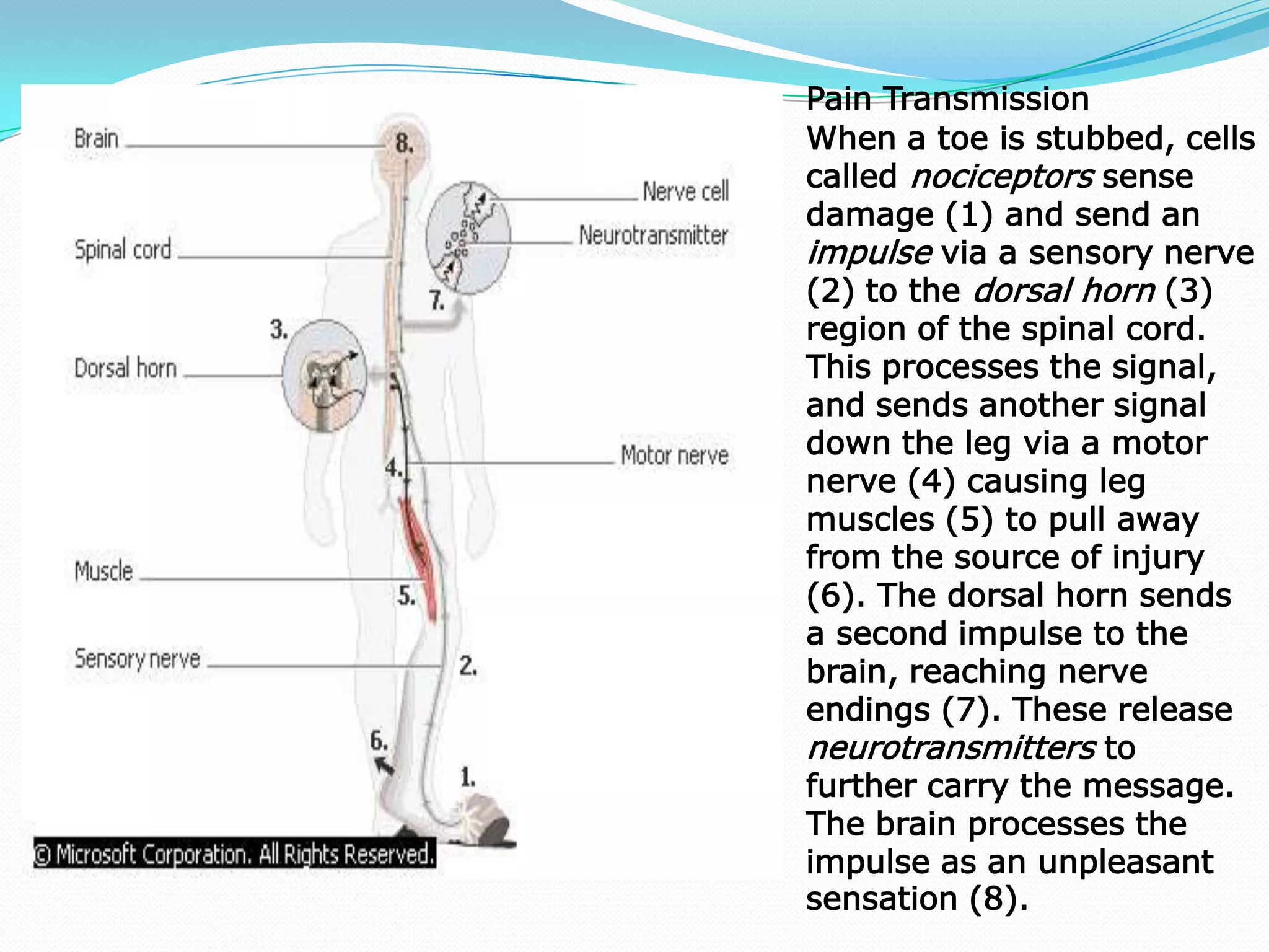                                                                Pain TransmissionWhen a toe is stubbed, cells called nociceptors sense damage (1) and send an impulse via a sensory nerve (2) to the dorsal horn (3) region of the spinal cord. This processes the signal, and sends another signal down the leg via a motor nerve (4) causing leg muscles (5) to pull away from the source of injury (6). The dorsal horn sends a second impulse to the brain, reaching nerve endings (7). These release neurotransmitters to further carry the message. The brain processes the impulse as an unpleasant sensation (8).