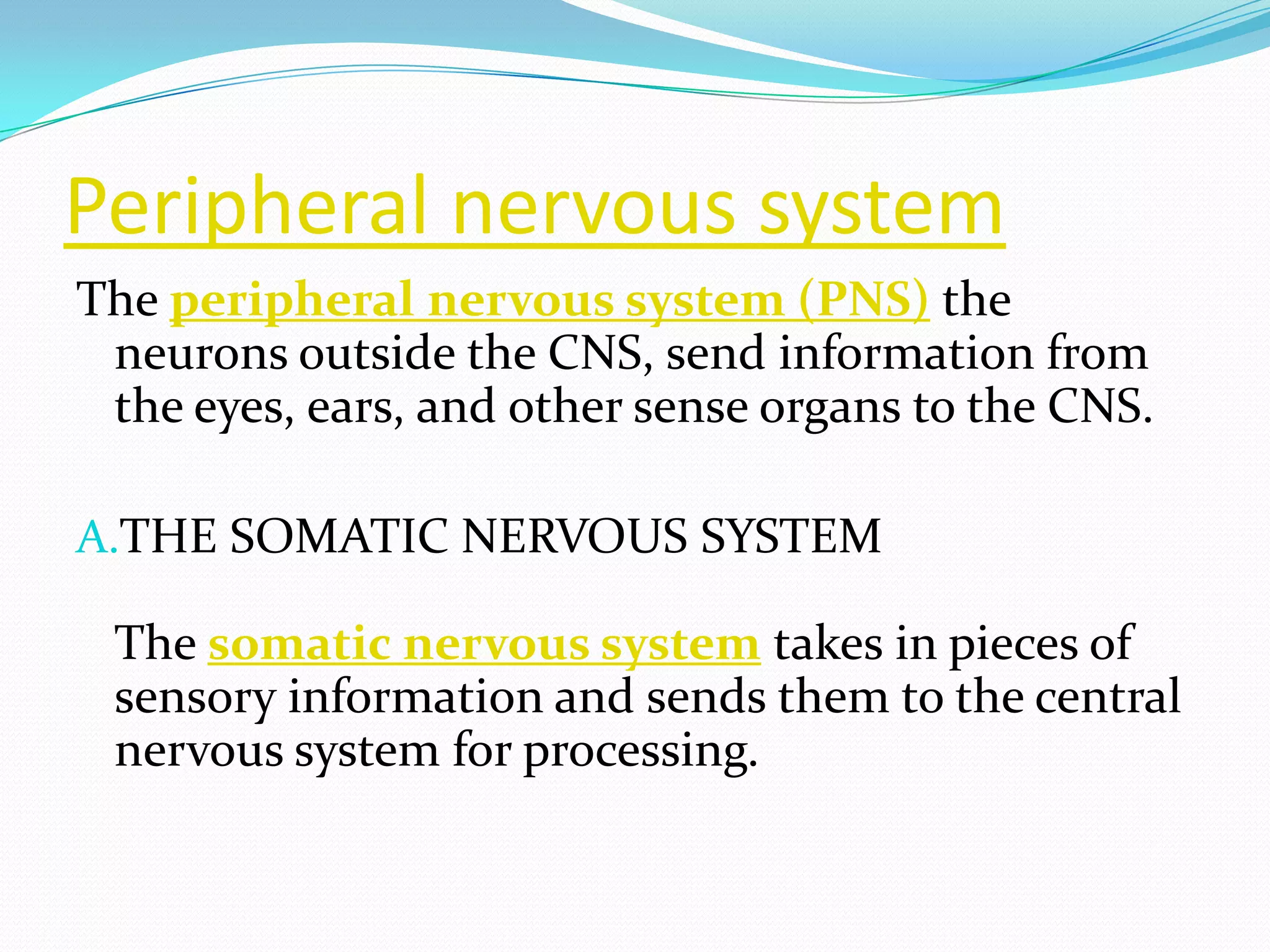 Peripheral nervous systemThe peripheral nervous system (PNS) the neurons outside the CNS, send information from the eyes, ears, and other sense organs to the CNS.THE SOMATIC NERVOUS SYSTEMThe somatic nervous system takes in pieces of sensory information and sends them to the central nervous system for processing.