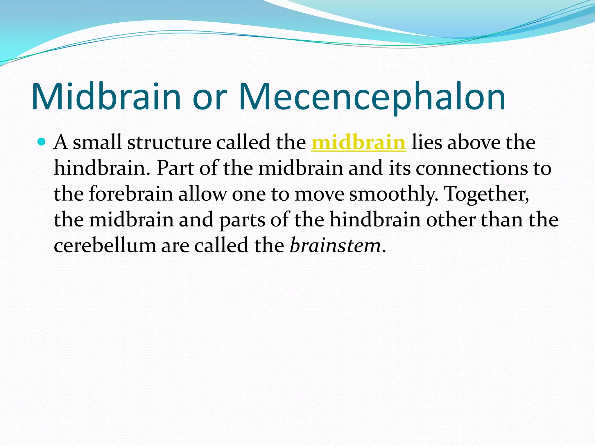 Midbrain or MecencephalonA small structure called the midbrain lies above the hindbrain. Part of the midbrain and its connections to the forebrain allow one to move smoothly. Together, the midbrain and parts of the hindbrain other than the cerebellum are called the brainstem.