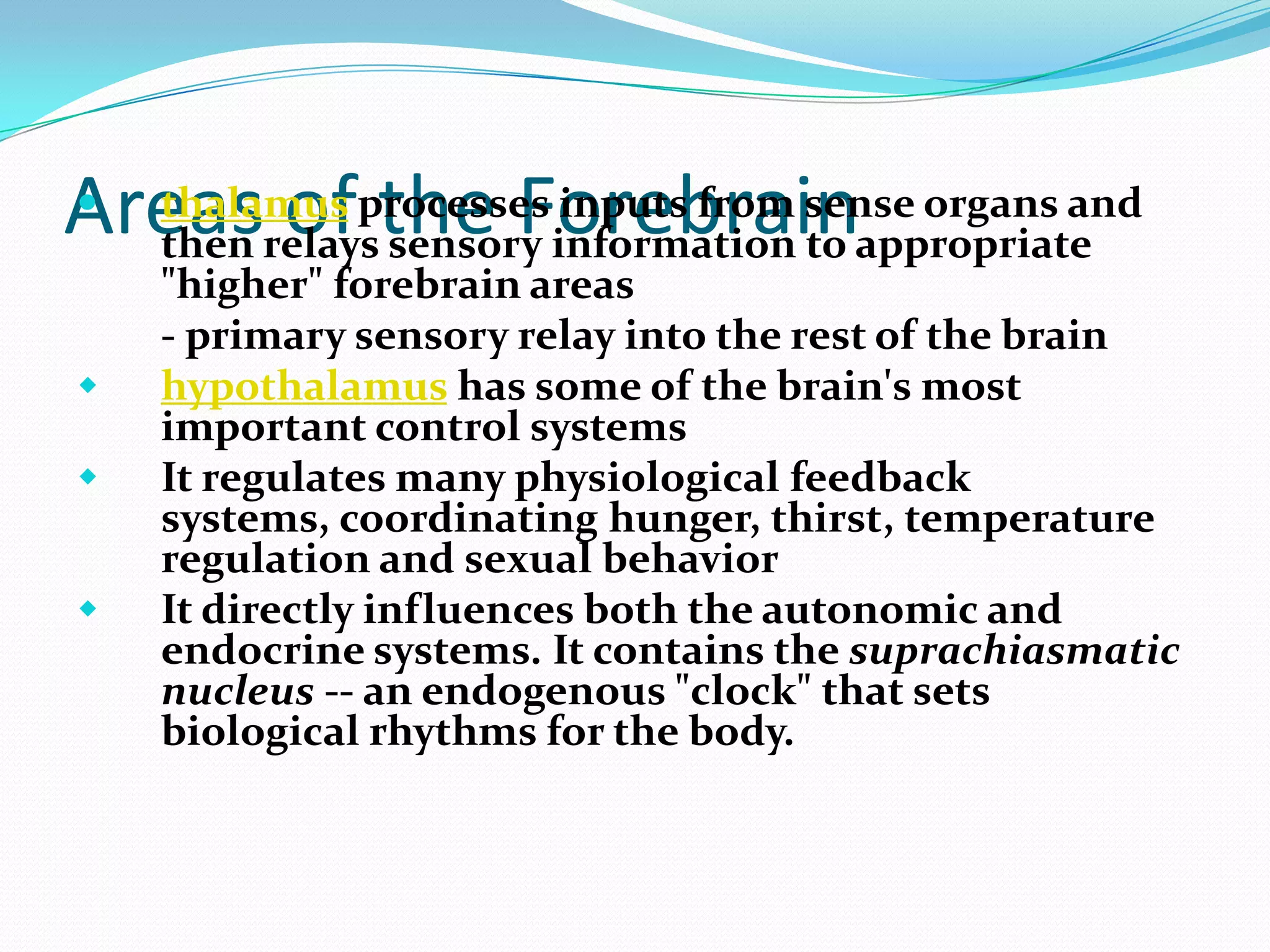 Areas of the Forebrainthalamus processes inputs from sense organs and then relays sensory information to appropriate "higher" forebrain areas 	- primary sensory relay into the rest of the brainhypothalamus has some of the brain's most important control systems