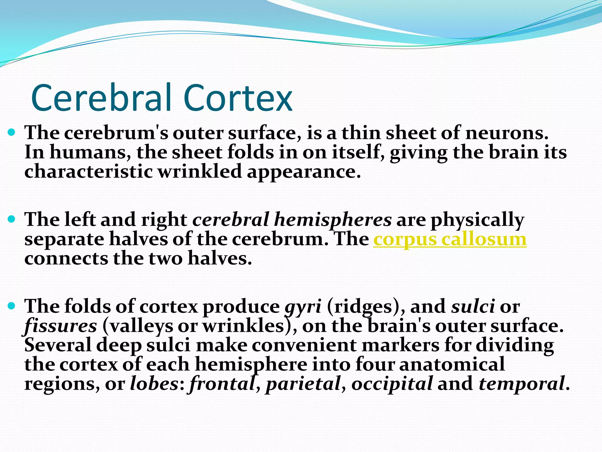Cerebrumlargest part of the brainconcerned with the processing of information of the braincoordination of voluntary responsesthinking and other cognitive functions