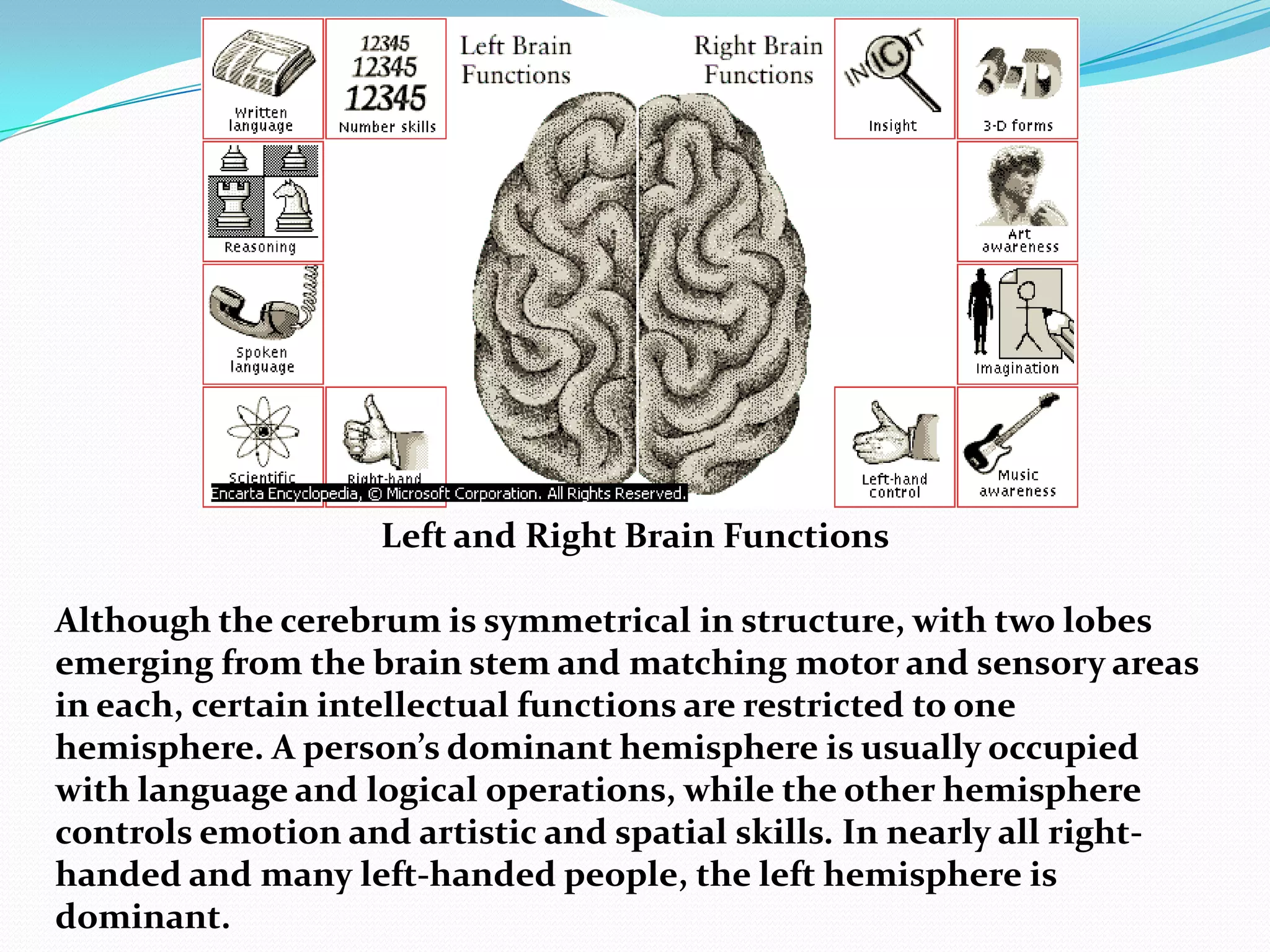                                                                                       Brain Activity in SleepThe brain is not inactive during sleep. The electroencephalogram (EEG) tracings here show the patterns of electrical activity during different stages of sleep. Note that the brain waves of an alert person and those of a person in rapid-eye-movement (REM) sleep (when dreaming occurs) are similar in frequency and amplitude. In non-REM sleep, the waves have a higher amplitude and a lower frequency, indicating that neurons in the brain are firing more slowly and in a synchronized fashion.