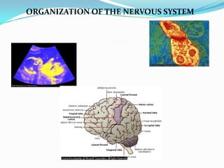 ORGANIZATION OF THE NERVOUS SYSTEM