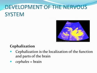 DEVELOPMENT OF THE NERVOUS SYSTEMCephalizationCephalization is the localization of the function and parts of the brain cephales = brain 