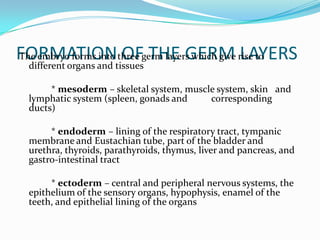 FORMATION OF THE GERM LAYERSThe embryo forms into three germ layers which give rise to different organs and tissues		* mesoderm – skeletal system, muscle system, skin 	and lymphatic system (spleen, gonads and 	corresponding ducts) 		* endoderm – lining of the respiratory tract, tympanic membrane and Eustachian tube, part of the bladder and urethra, thyroids, parathyroids, thymus, liver and pancreas, and gastro-intestinal tract		* ectoderm – central and peripheral nervous systems, the epithelium of the sensory organs, hypophysis, enamel of the teeth, and epithelial lining of the organs