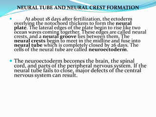 NEURAL TUBE AND NEURAL CREST FORMATION	At about 18 days after fertilization, the ectoderm overlying the notochord thickens to form the neural plate. The lateral edges of the plate begin to rise like two ocean waves coming together. These edges are called neural crests, and a neural groove lies between them. The neural crests begin to meet in the midline and fuse into neural tube which is completely closed by 26 days. The cells of the neural tube are called neuroectoderm. The neuroectoderm becomes the brain, the spinal cord, and parts of the peripheral nervous system. If the neural tube fails to close, major defects of the central nervous system can result. 