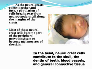 	As the neural crests come together and fuse, a population of cells breaks away from neuroectoderm all along the margins of the crests.  Most of these neural crest cells become part of the peripheral nervous system or become melanocytes of the skin. In the head, neural crest cells contribute to the skull, the dentin of teeth, blood vessels, and general connective tissue.