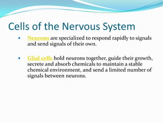 Cells of the Nervous System Neurons are specialized to respond rapidly to signals and send signals of their own.Glial cells hold neurons together, guide their growth, secrete and absorb chemicals to maintain a stable chemical environment, and send a limited number of signals between neurons.