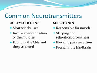 Common NeurotransmittersACETYLCHOLINEMost widely used Involves concentration of the musclesFound in the CNS and the peripheralSEROTONINResponsible for moods Sleeping and relaxation/drowsinessBlocking pain sensationFound in the hindbrain 