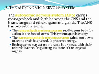 B. THE AUTONOMIC NERVOUS SYSTEMThe autonomic nervous system (ANS) carries messages back and forth between the CNS and the heart, lungs and other organs and glands. The ANS has two subdivisions.The sympathetic nervous system readies your body for action in the face of stress. This system spends energy.The parasympathetic nervous system calms you down once the crisis has passed. It preserves energy.Both systems may act on the same body areas, with their relative "balance" regulating the state of the targeted organs.