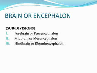 BRAIN OR ENCEPHALON(SUB-DIVISIONS)Forebrain or Procencephalon  Midbrain or MecencephalonHindbrain or Rhombencephalon