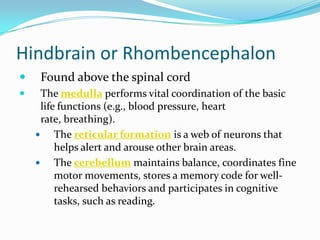 Hindbrain or RhombencephalonFound above the spinal cordThe medulla performs vital coordination of the basic life functions (e.g., blood pressure, heart rate, breathing).The reticular formation is a web of neurons that helps alert and arouse other brain areas.The cerebellum maintains balance, coordinates fine motor movements, stores a memory code for well-rehearsed behaviors and participates in cognitive tasks, such as reading.