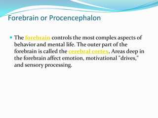 Forebrain or ProcencephalonThe forebrain controls the most complex aspects of behavior and mental life. The outer part of the forebrain is called the cerebral cortex. Areas deep in the forebrain affect emotion, motivational "drives," and sensory processing.