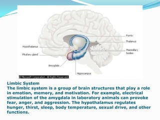 It directly influences both the autonomic and endocrine systems. It contains the suprachiasmatic nucleus -- an endogenous "clock" that sets biological rhythms for the body.The amygdala and the hippocampus help to regulate memory and emotion. The amygdala links different kinds of sensory information in memory, such as the shape and feel of objects.The amygdala, hippocampus, and some portions of the cerebral cortex are part of a group of brain structures called the limbic system, which is activated when emotions are being generated.The hippocampus also helps you form new memories.