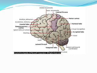 Cerebral CortexThe cerebrum's outer surface, is a thin sheet of neurons. In humans, the sheet folds in on itself, giving the brain its characteristic wrinkled appearance.The left and right cerebral hemispheres are physically separate halves of the cerebrum. The corpus callosum connects the two halves.The folds of cortex produce gyri (ridges), and sulci or fissures (valleys or wrinkles), on the brain's outer surface. Several deep sulci make convenient markers for dividing the cortex of each hemisphere into four anatomical regions, or lobes: frontal, parietal, occipital and temporal.