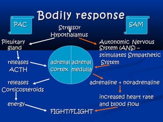 Bodily responseBodily response
StressorStressor
HypothalamusHypothalamus
PituitaryPituitary AutonomicAutonomic NervousNervous
glandgland System (ANS) –System (ANS) –
stimulates Sympatheticstimulates Sympathetic
releasesreleases adrenal adrenaladrenal adrenal SystemSystem
ACTHACTH cortex medullacortex medulla
releasesreleases adrenaline + noradrenalineadrenaline + noradrenaline
CorticosteroidsCorticosteroids
increased heart rateincreased heart rate
energyenergy and blood flowand blood flow
FIGHT/FLIGHTFIGHT/FLIGHT
PACPAC SAMSAM
 