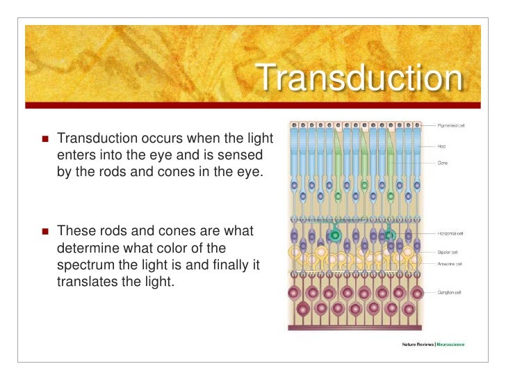Psychology assessment unit 1