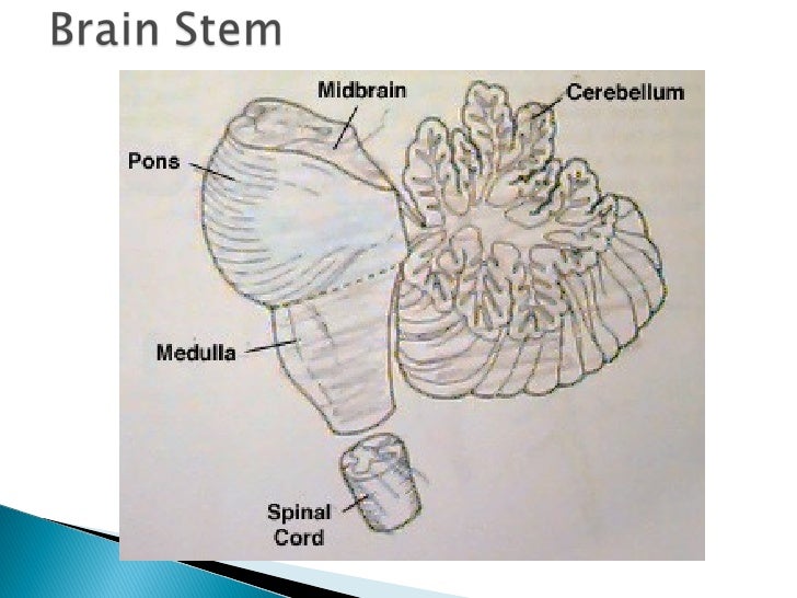 Psychology ch. 3 notes bio & behavior