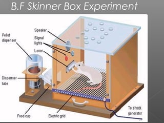 B.F Skinner Box Experiment
22
 