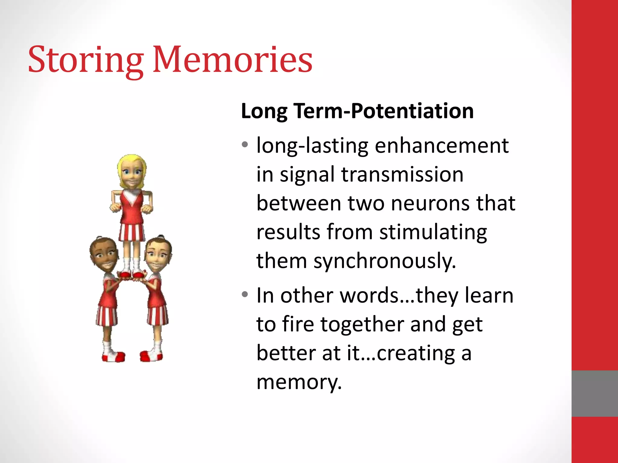 Storing Memories
Long Term-Potentiation
• long-lasting enhancement
in signal transmission
between two neurons that
results from stimulating
them synchronously.
• In other words…they learn
to fire together and get
better at it…creating a
memory.
 